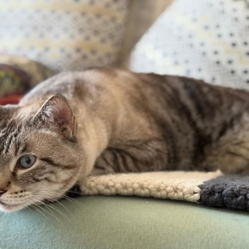 Chat bouba à l adoption