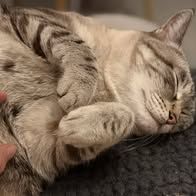 Chat bouba à l adoption #2