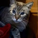 Chat bouba à l adoption #3