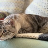 Chat bouba à l adoption #0