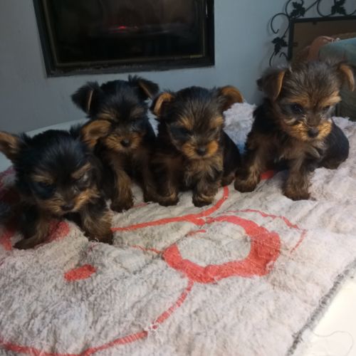 Type yorkshire noir et feu, 2 mois et demi #1