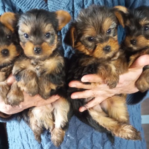 Type yorkshire noir et feu, 2 mois et demi #0