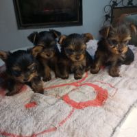 Type yorkshire noir et feu, 2 mois et demi #1