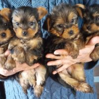 Type yorkshire noir et feu, 2 mois et demi