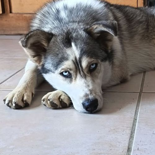 Chien naya à l adoption