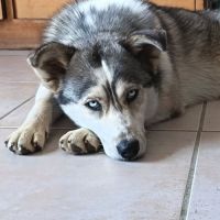 Chien naya à l adoption