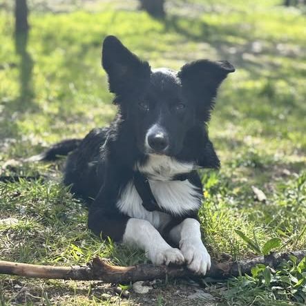 Chien ayko à l adoption