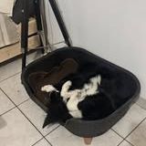 Chien ayko à l adoption #2