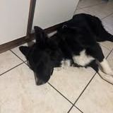 Chien ayko à l adoption #3