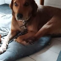 Chien bandit à l adoption #0