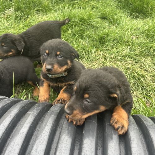 Chiots beauceron