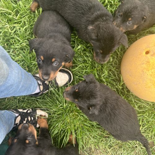 Chiots beauceron #3