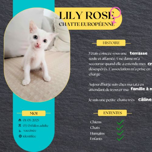 Lily rose, la petite frimousse #4