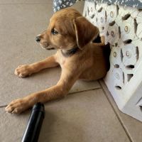 Loki, le plus gentil #4