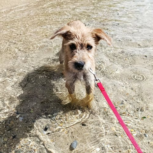 Noisette, la bouille à bisous #2