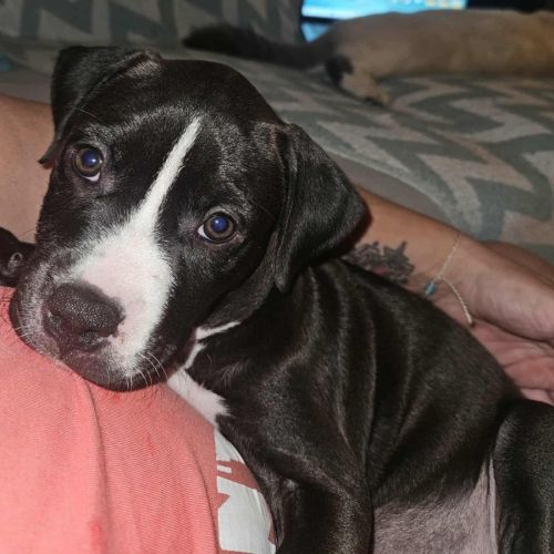 Bria, la machine à câlins