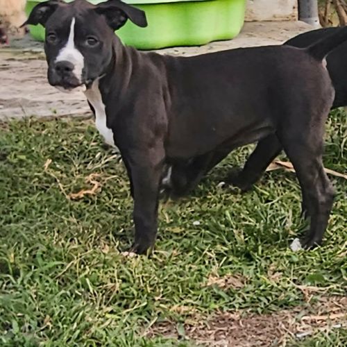 Bria, la machine à câlins #3