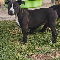 Bria, la machine à câlins #3