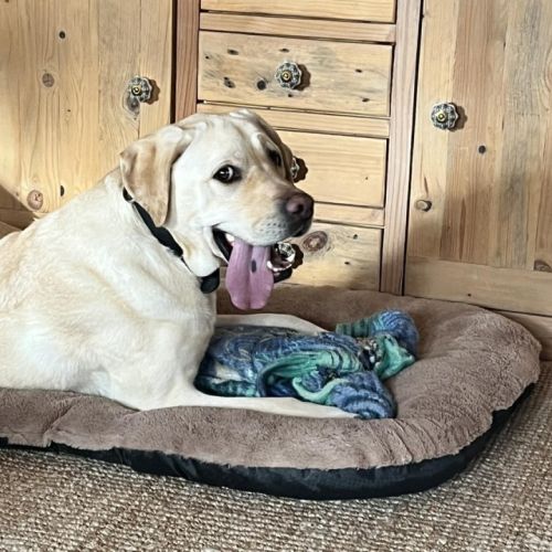 Labrador sable de 5 ans à l'adoption #2