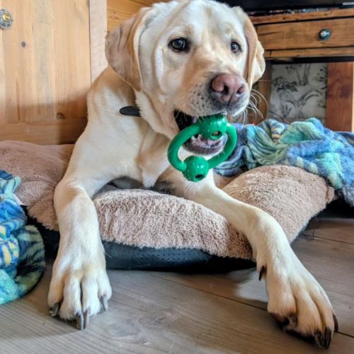 Labrador sable de 5 ans à l'adoption #3