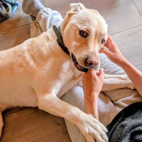 Labrador sable de 5 ans à l'adoption #5