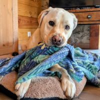 Labrador sable de 5 ans à l'adoption #0