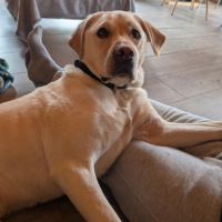 Labrador sable de 5 ans à l'adoption #4