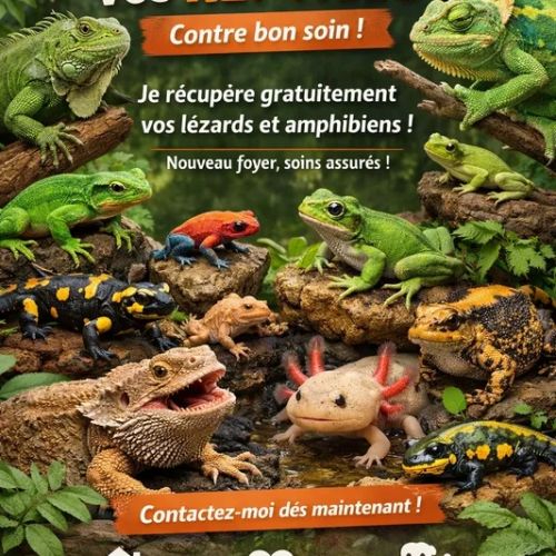 Récupère reptiles et amphibiens contre bon soin