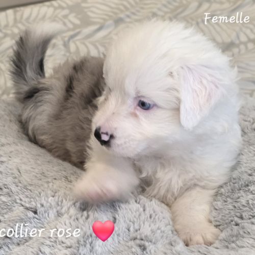 Berger américain miniature