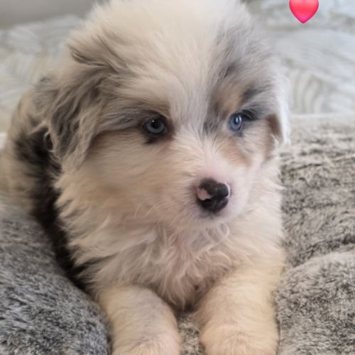 Berger américain miniature #2