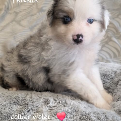 Berger américain miniature #3