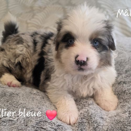 Berger américain miniature #4