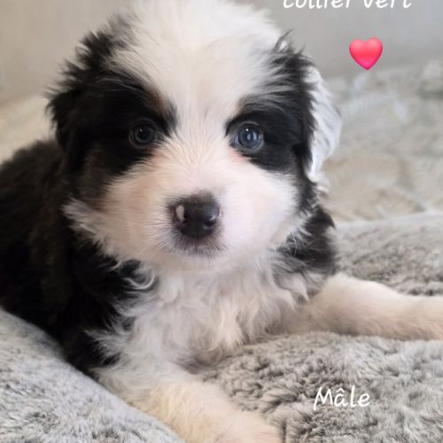 Berger américain miniature #5