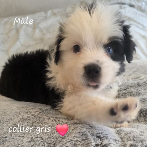 Berger américain miniature #6