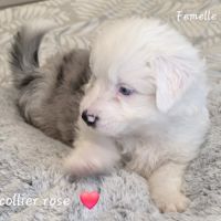 Berger américain miniature #0