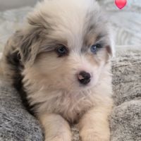 Berger américain miniature #2