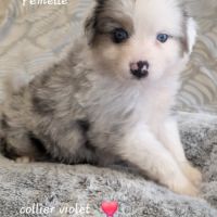 Berger américain miniature #3