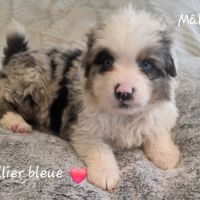 Berger américain miniature #4