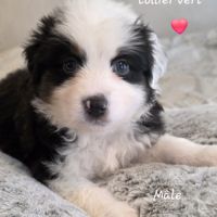 Berger américain miniature #5