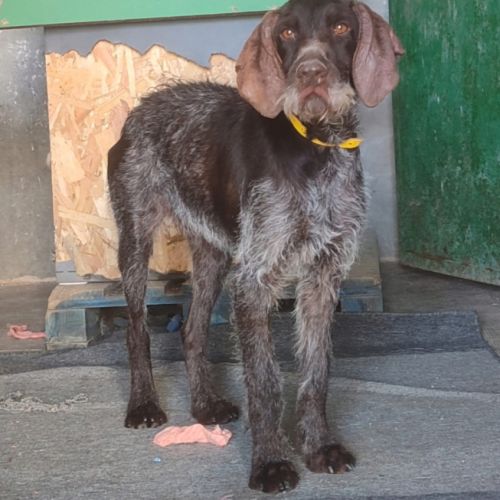 Marcela🐾 , magnifique chienne drahthaar  de 3 ans #2