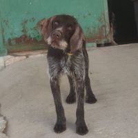 Marcela🐾 , magnifique chienne drahthaar  de 3 ans #0