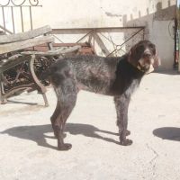 Marcela🐾 , magnifique chienne drahthaar  de 3 ans #3