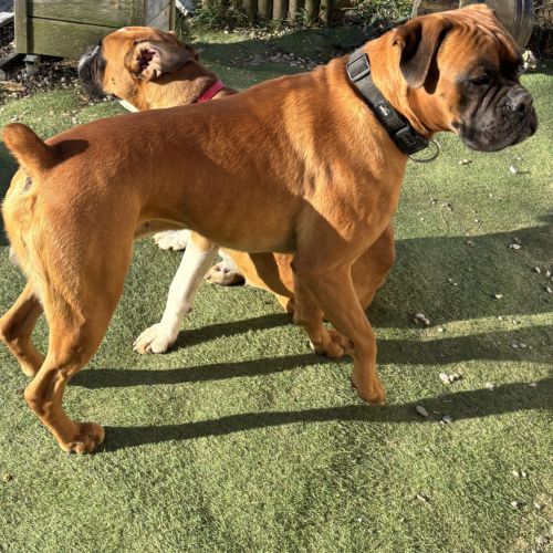 A réserver chiots boxers a naître #2