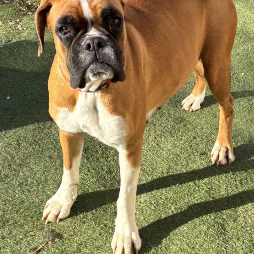 A réserver chiots boxers a naître #3