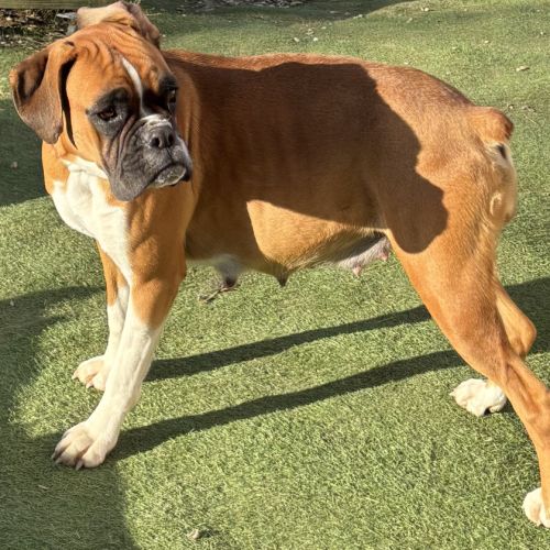 A réserver chiots boxers a naître