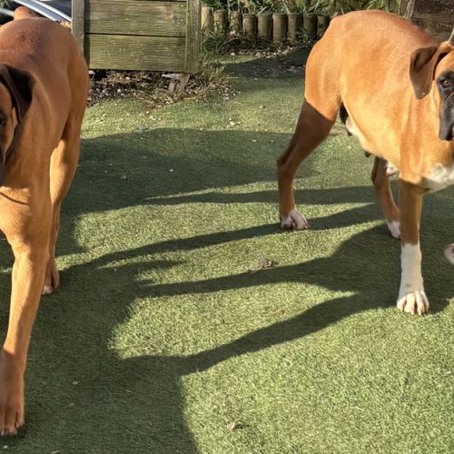 A réserver chiots boxers a naître #5