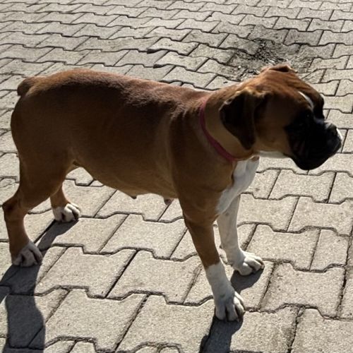 A réserver chiots boxers a naître #8