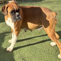 A réserver chiots boxers a naître #0