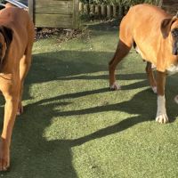 A réserver chiots boxers a naître #5