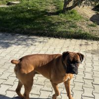 A réserver chiots boxers a naître #6